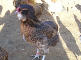 Araucana 002.jpg (173 ko)